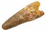 Fossil Spinosaurus Tooth - Real Dinosaur Tooth #330024-1